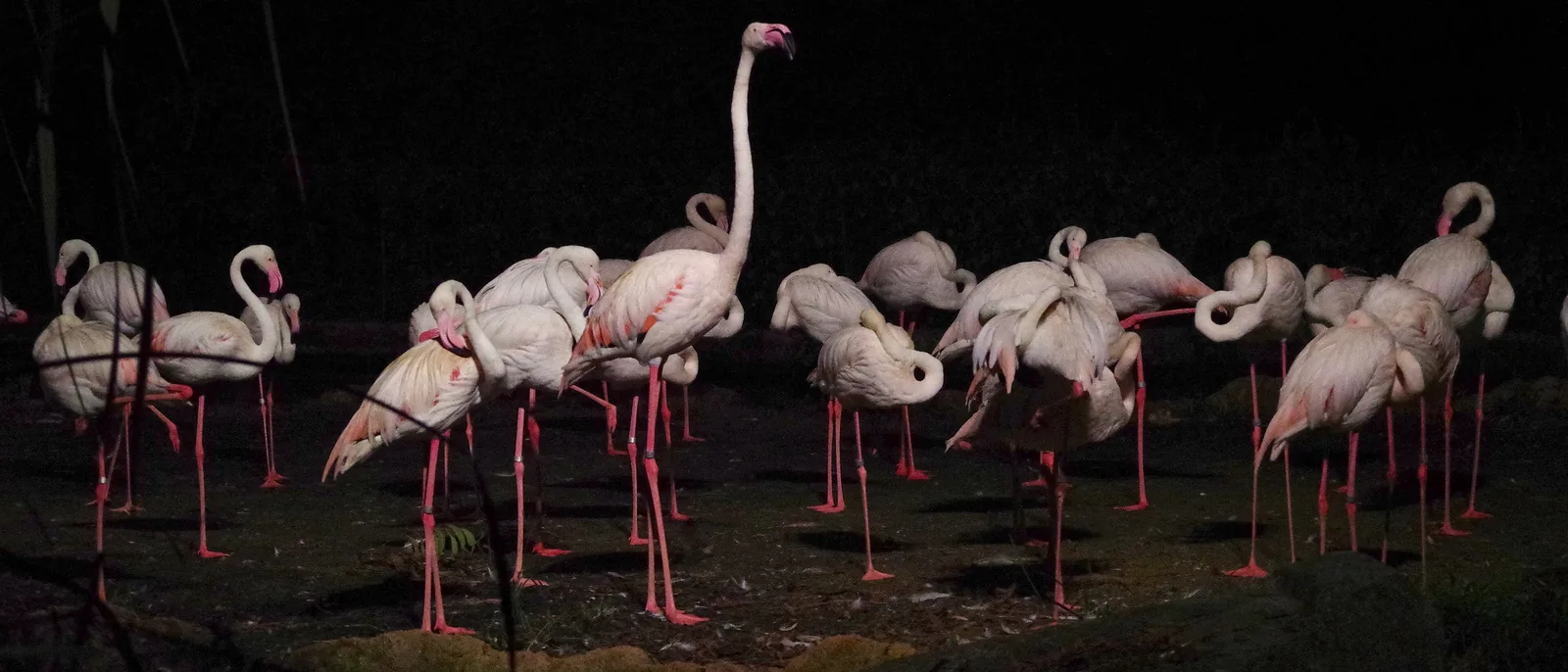 En flok lyserøde flamingoer, der står på mørk grund om natten, med lange lyserøde ben og buede halse