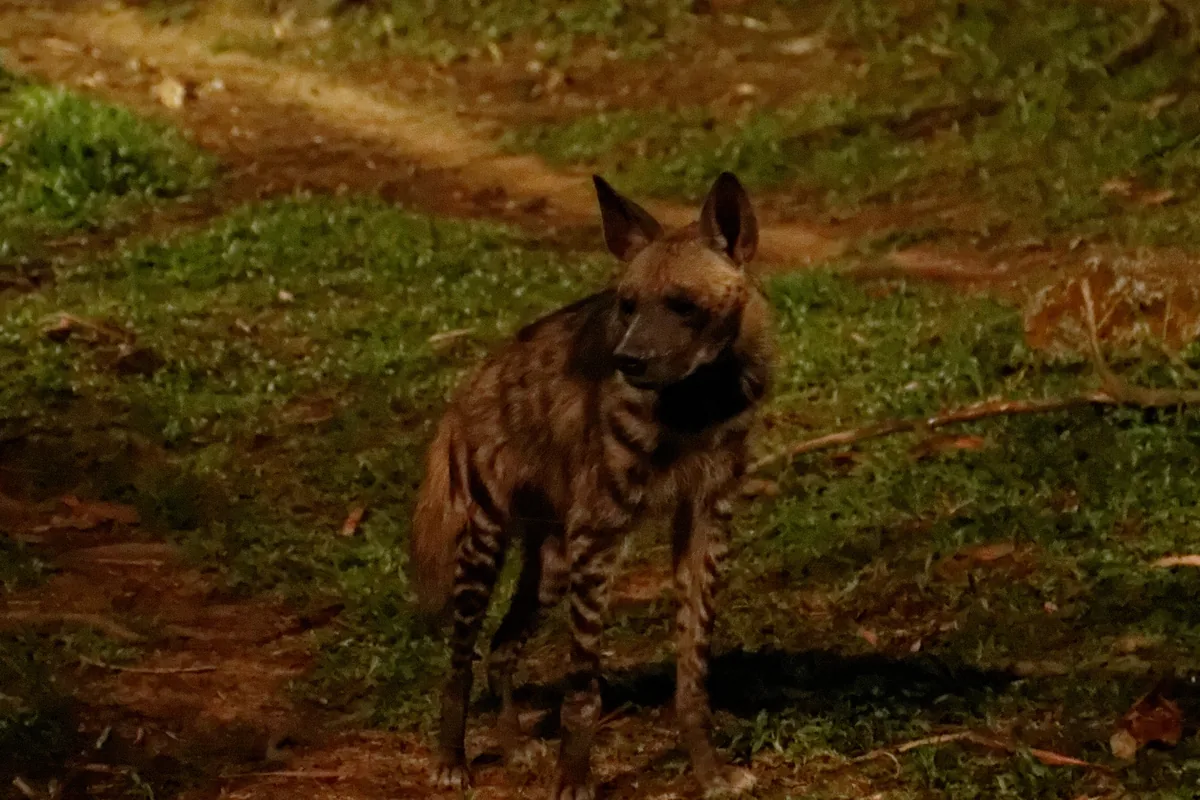Hyena stojící v noci na travnaté pěšině, v pozadí stromy