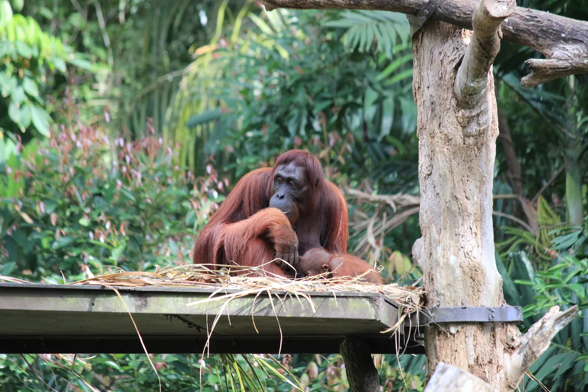 Orangutan s mláďaťom sediaci na drevenej plošine v Singapore Zoo, v pozadí zelené listy