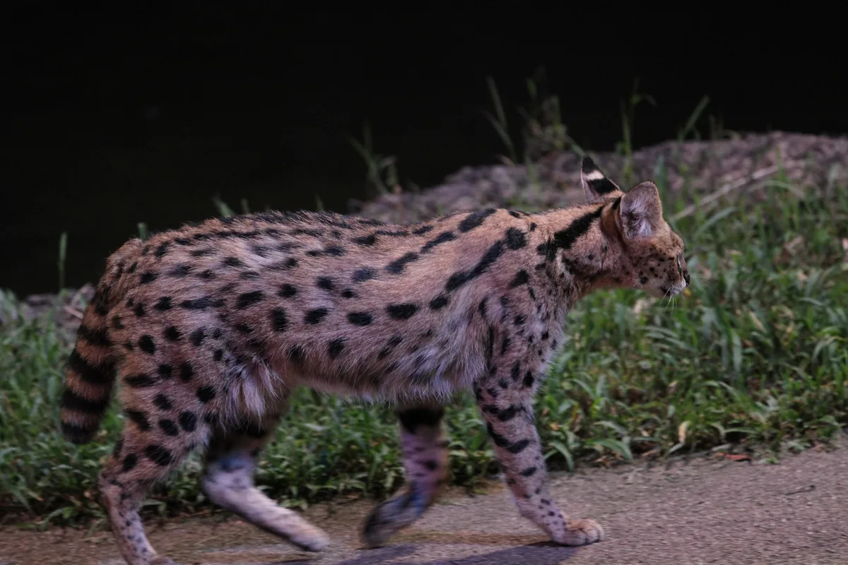Um serval malhado a caminhar por um caminho à noite, com erva em fundo