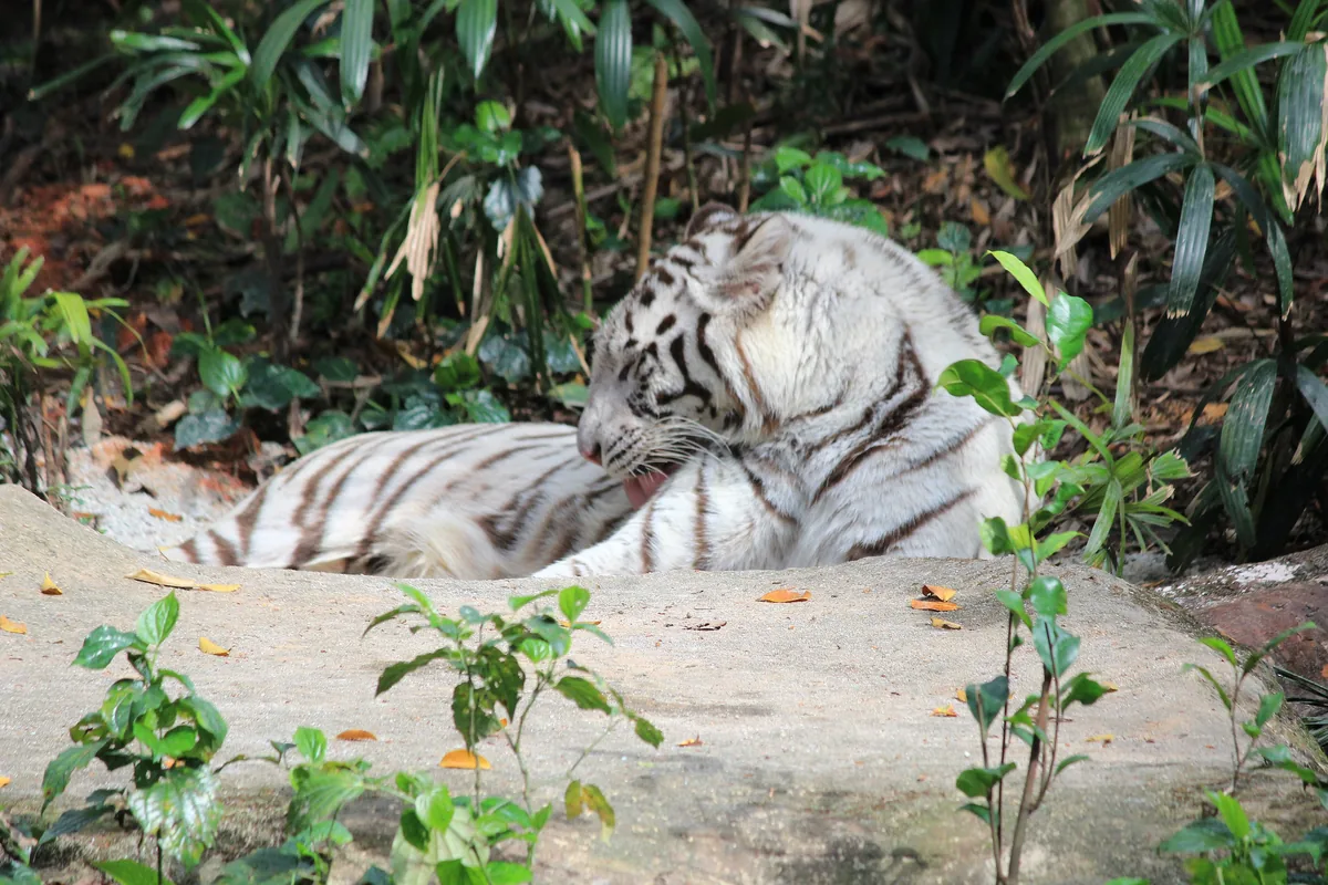 Biely tiger ležiaci na bledom kameni pri zelených rastlinách v Singapore Zoo