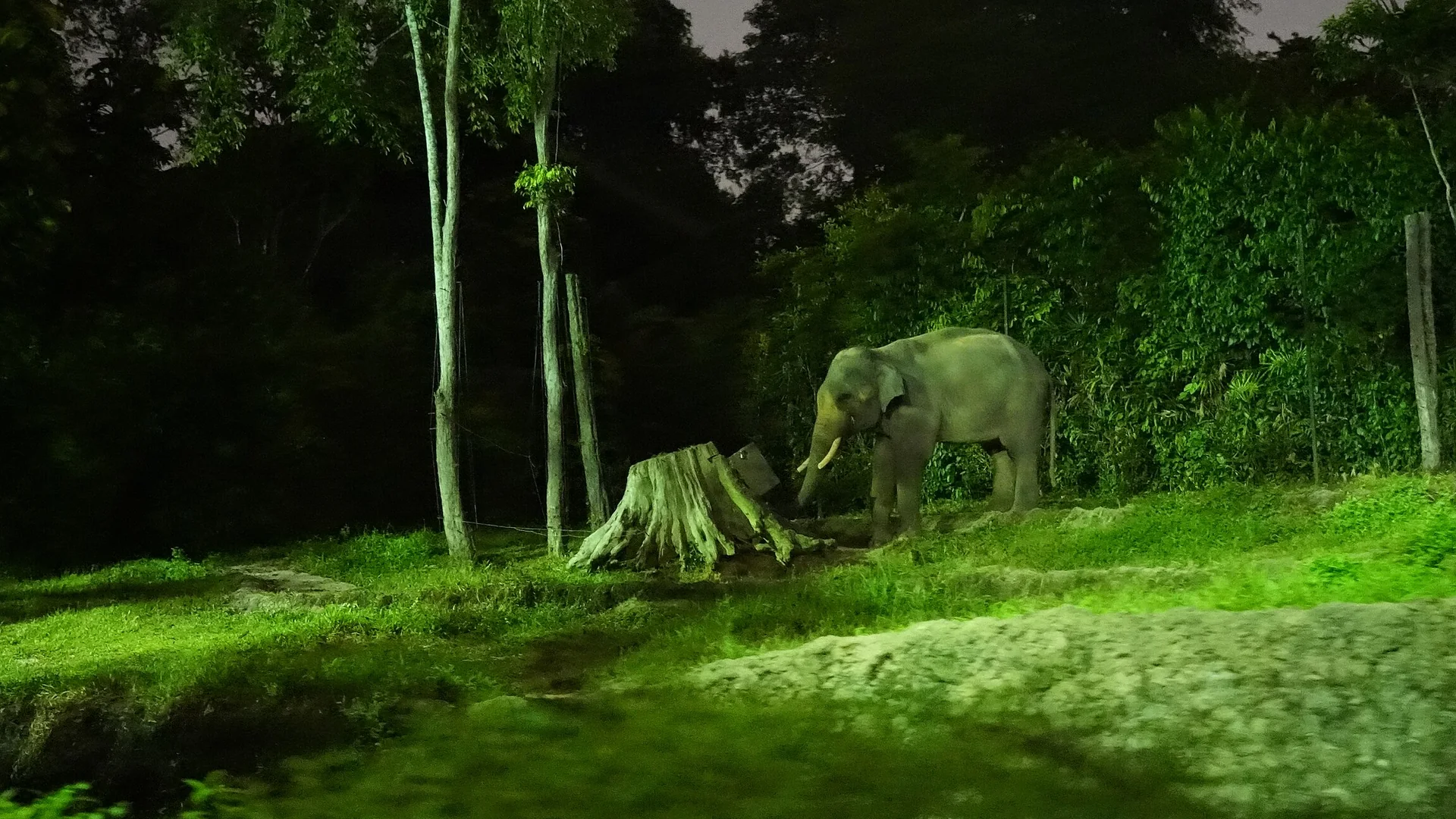 Ein Elefant neben einem Baumstumpf auf einem beleuchteten Grashang in der Night Safari in Singapore, dahinter ragt dunkler Wald auf