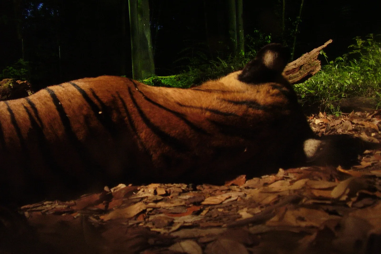 En tiger, der ligger på tørre blade i varmt, lavt lys, med sin stribede orange flanke vendt mod kameraet